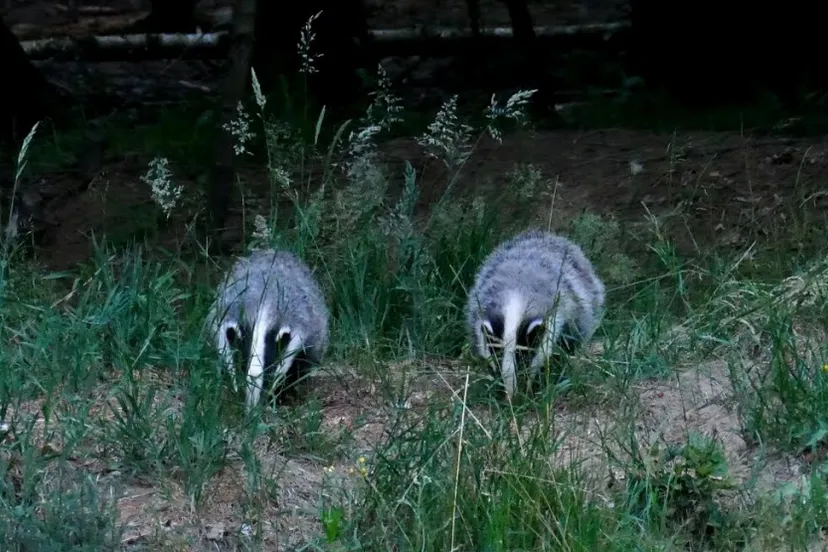 schermafbeelding 2019 06 30 om 100003