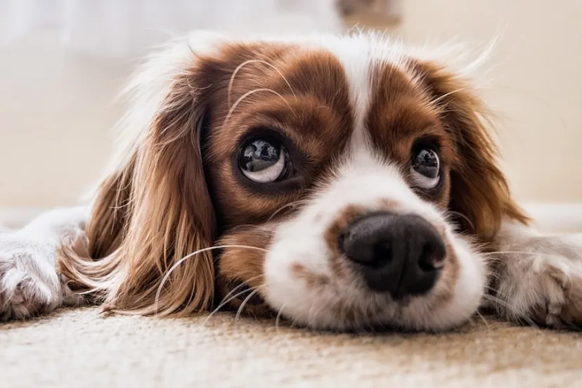 schermafbeelding 2019 08 23 om 081851