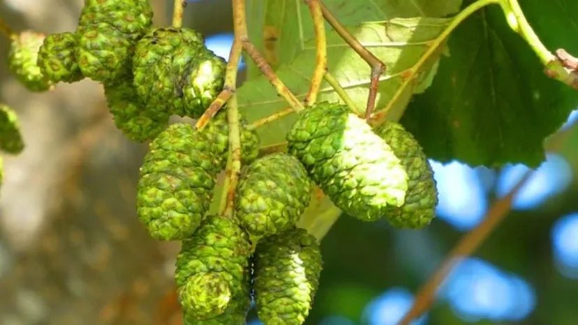 schermafbeelding 2019 12 26 om 100546