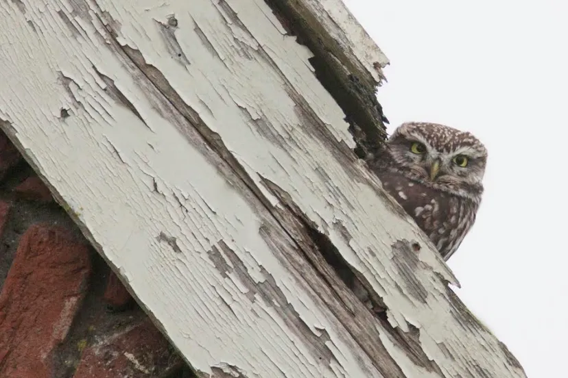 schermafbeelding 2020 02 03 om 215633