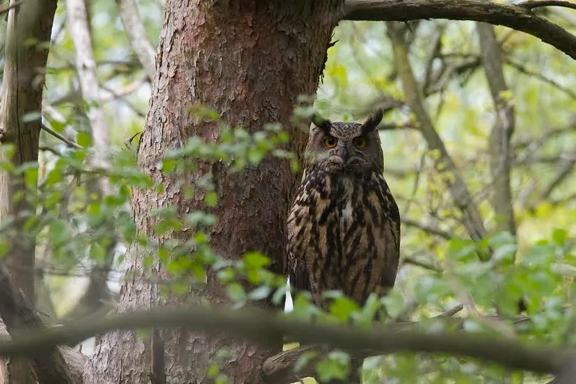 schermafbeelding 2020 03 04 om 084533