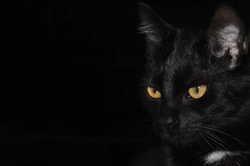 schermafbeelding 2020 03 13 om 084325