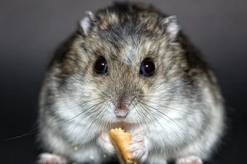 schermafbeelding 2020 03 13 om 221706