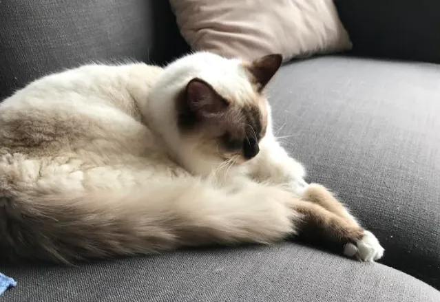 schermafbeelding 2020 04 24 om 124754