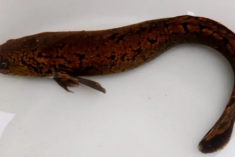 schermafbeelding 2021 01 11 om 130010