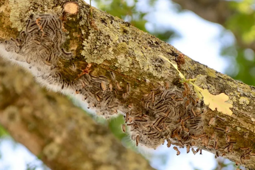 schermafbeelding 2021 04 26 om 082306