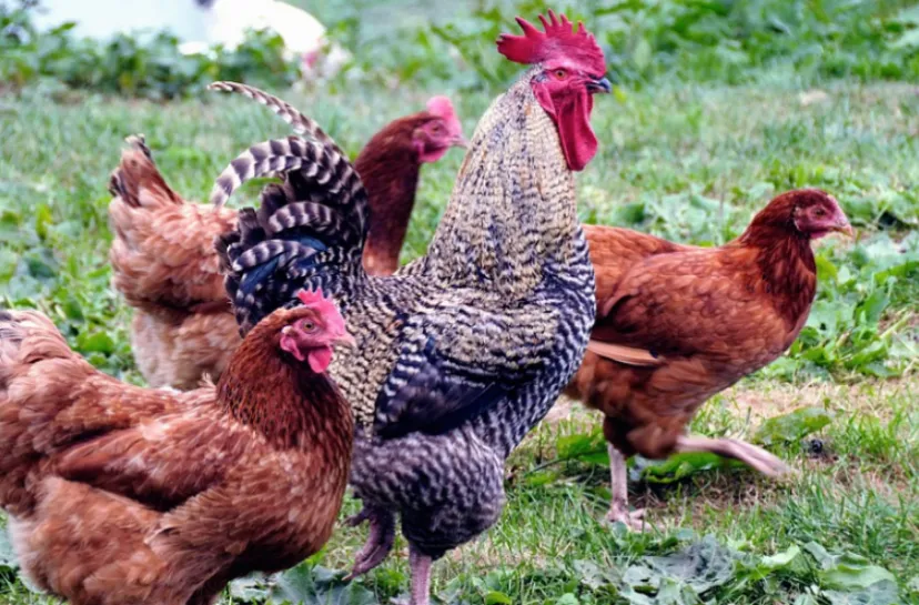 schermafbeelding 2021 10 26 om 130342