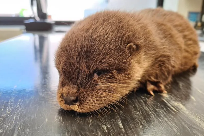 schermafbeelding 2022 06 11 om 194055