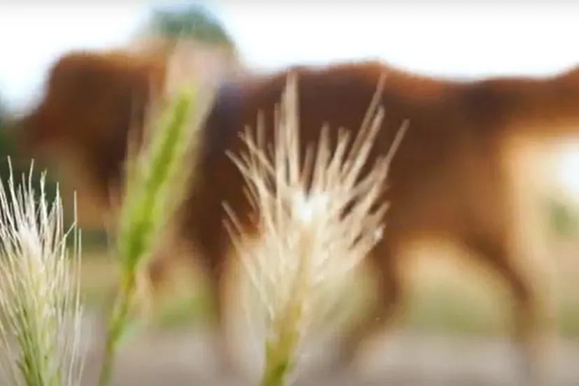 schermafbeelding 2023 07 02 155538