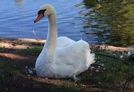 schermafdruk 2018 09 29 083728