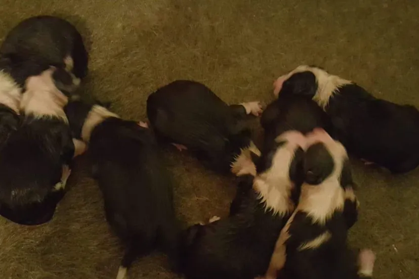 schermafdruk 2019 01 13 120609