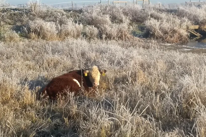 schermafbeelding 2024 12 16 152927