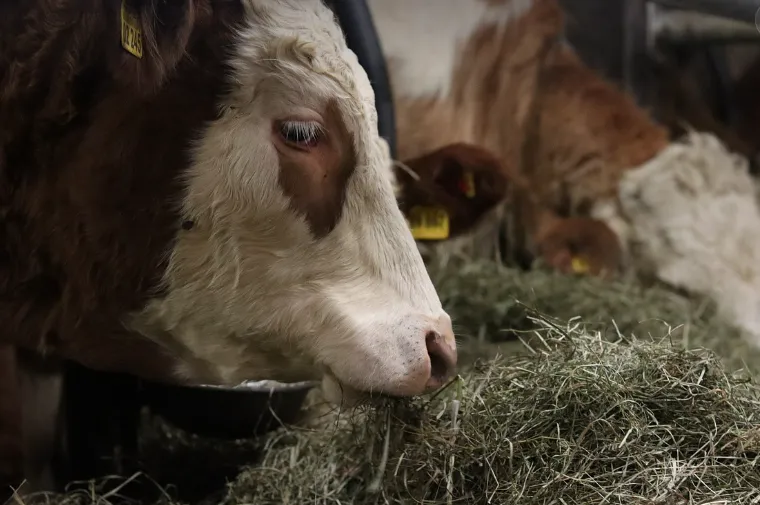 schermafbeelding 2025 01 16 185111