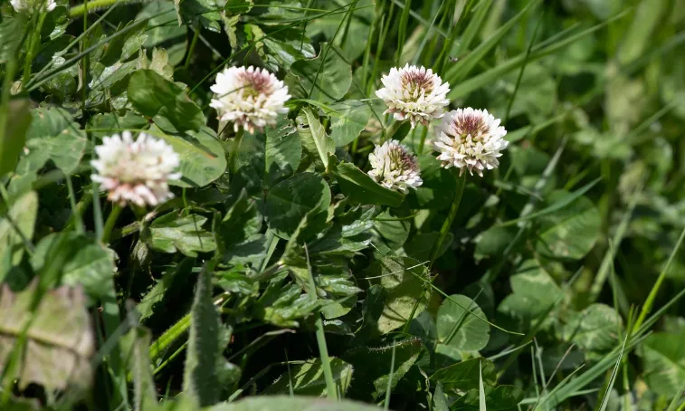 schermafbeelding 2025 01 25 100816