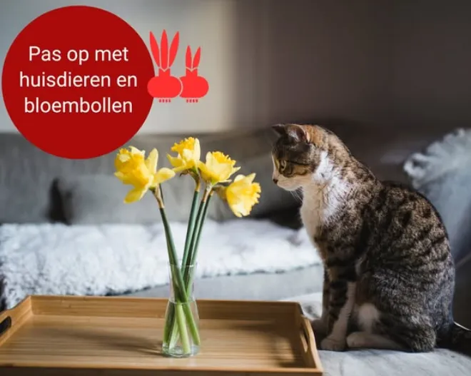 schermafbeelding 2025 03 26 121431