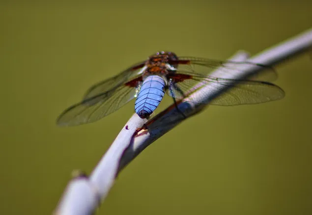 schermafbeelding 2025 03 27 084836