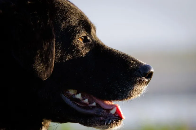 schermafbeelding 2025 04 02 081645