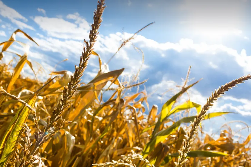 schermafbeelding 2025 06 03 090324