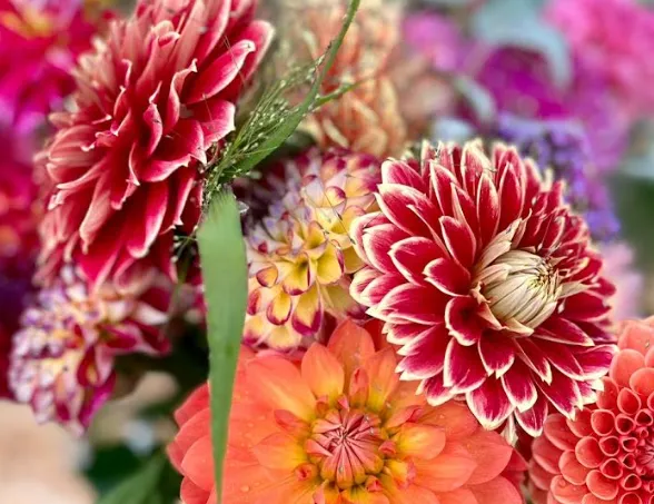 Schermafbeelding 2025-07-23 191355