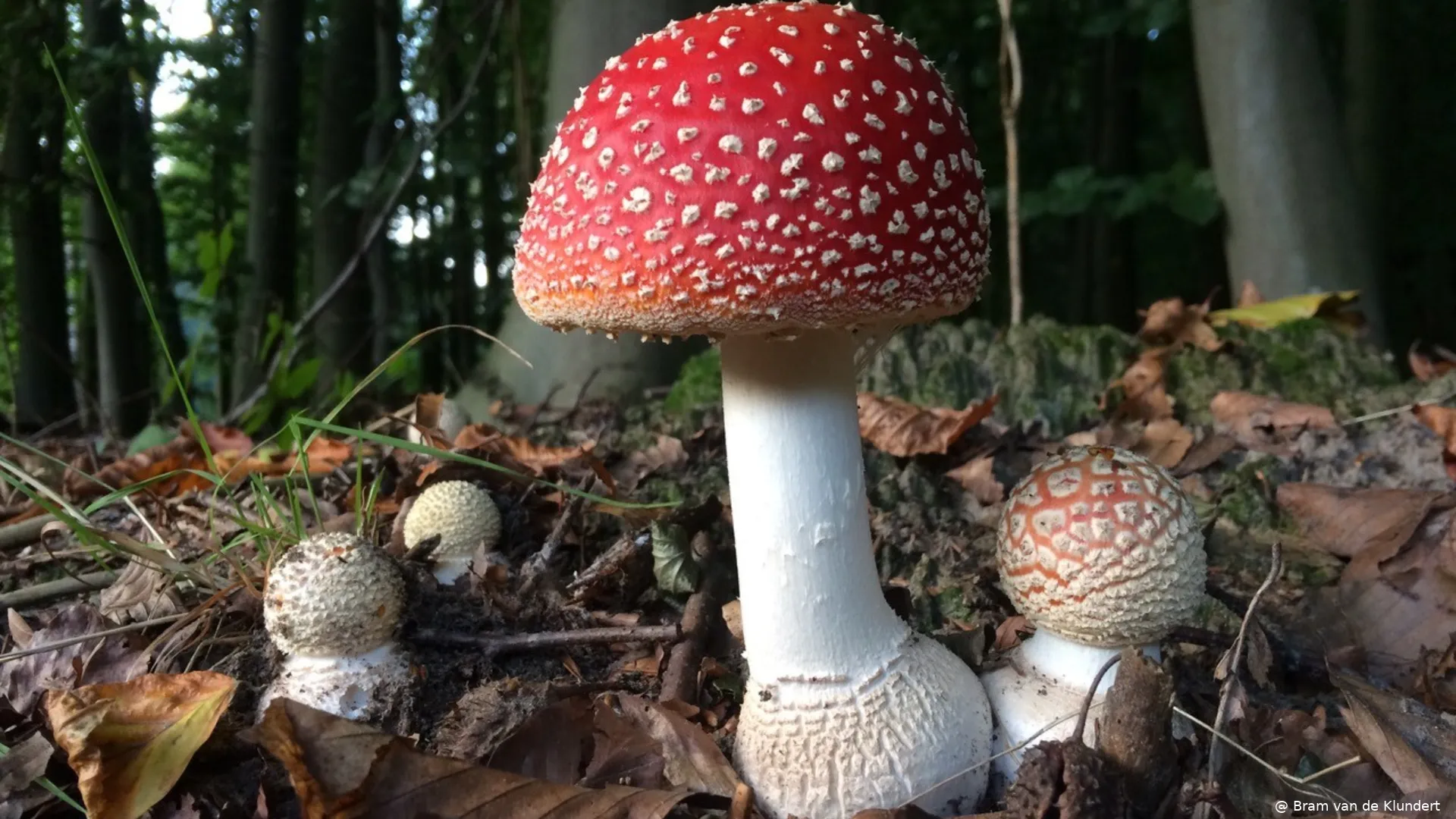 Herfstexcursie in Hoevelakense bos