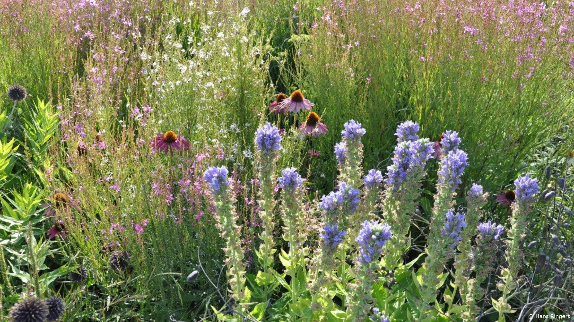 Groei&Bloei fotopresentatie "De Dutch Wave" door Hans Ringers