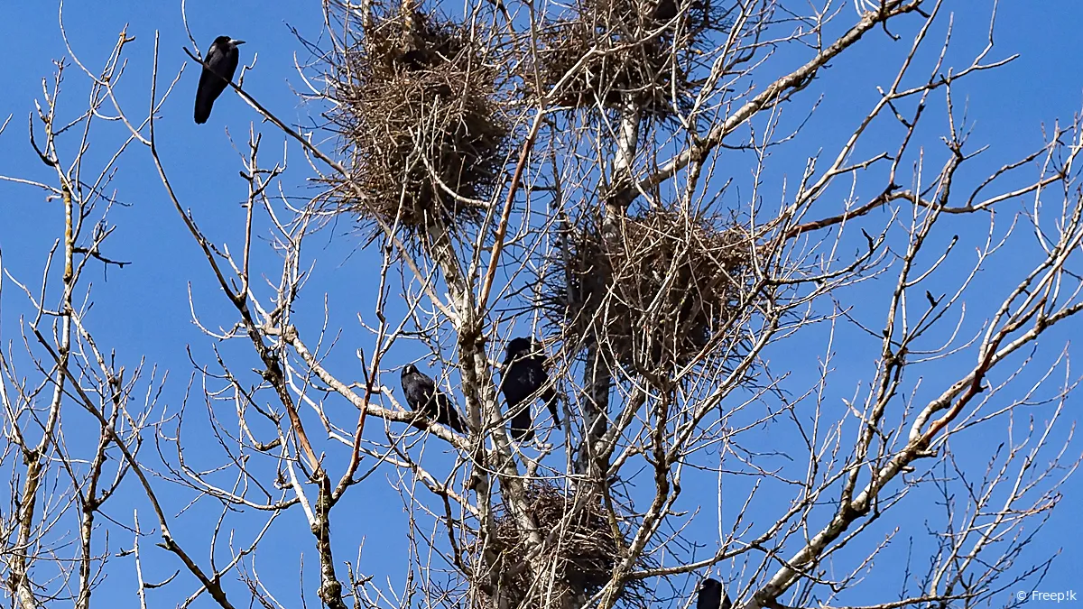 crow nests tree city