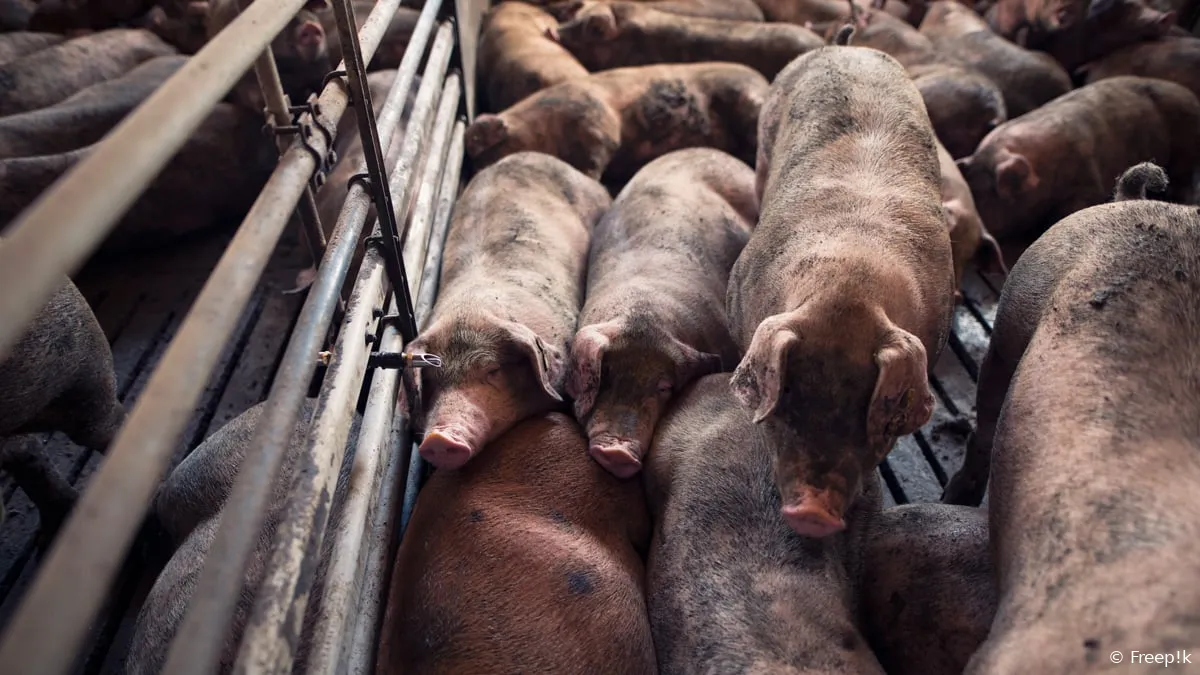 groep varkens slapen op varkensboerderij