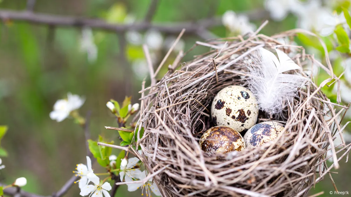 nest met eitjes