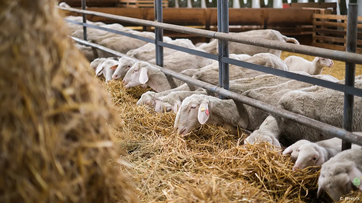 schapen in een stal