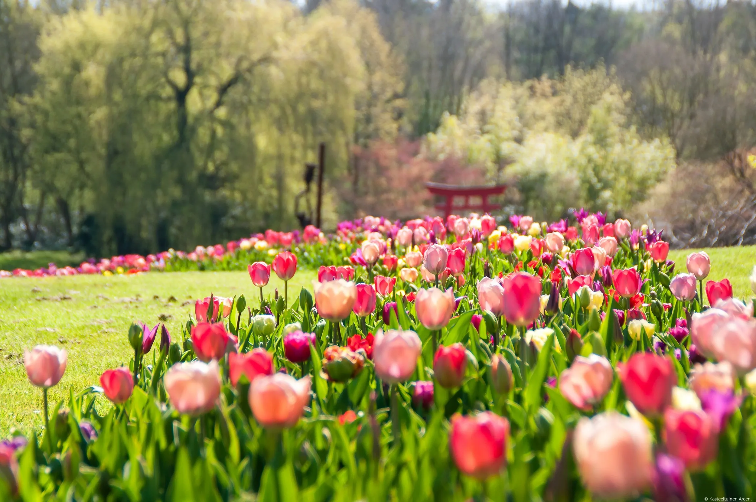 kasteeltuinenarcen voorjaar tulpen