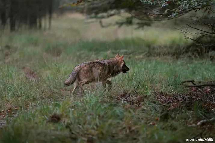 wolf meteen op agenda van nieuwe staten gelderland