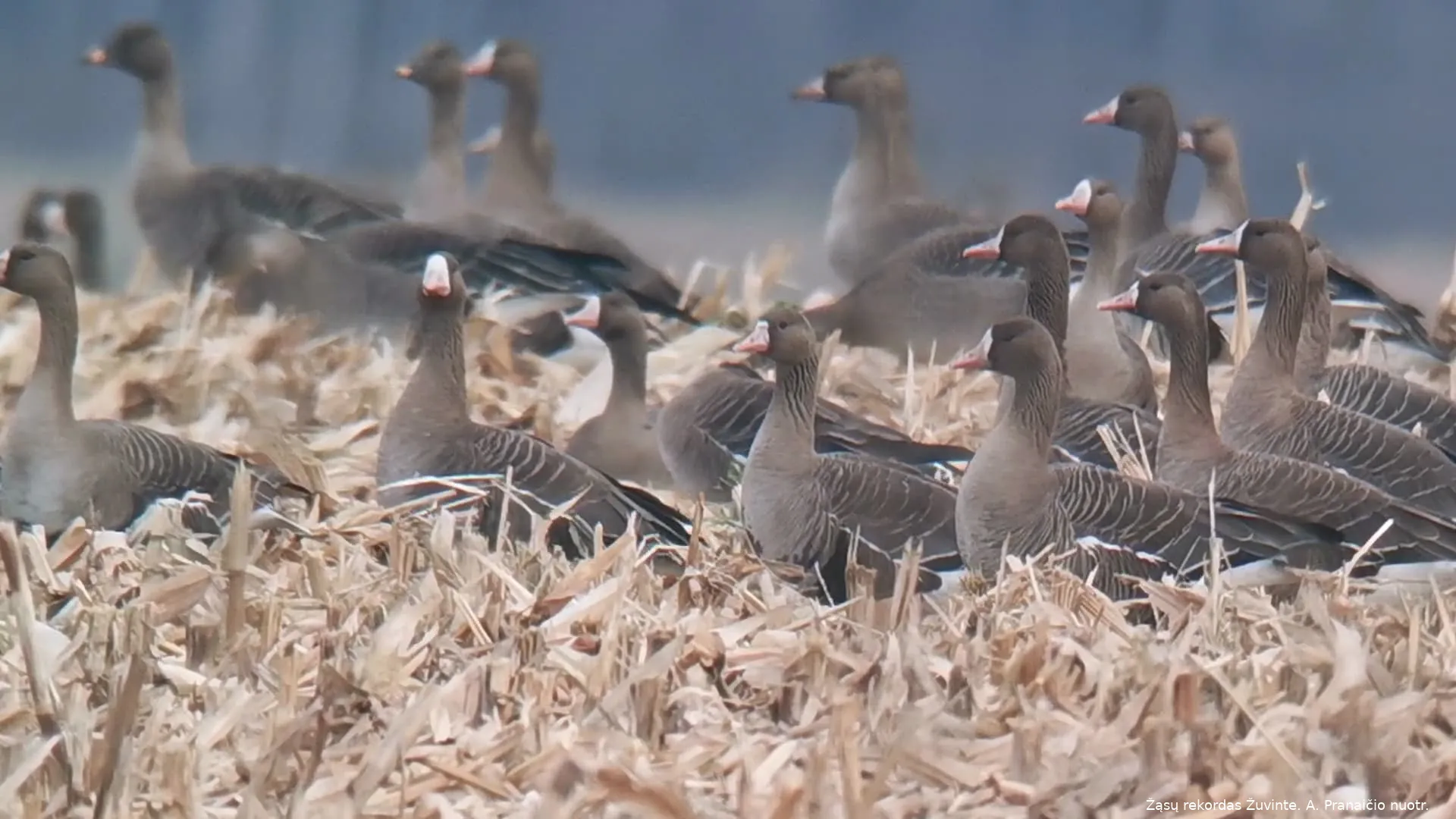 videoframe 20211103 155443 comhuaweihimovieoverseas 1