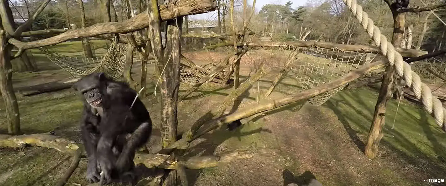 aap burgers zoo drone