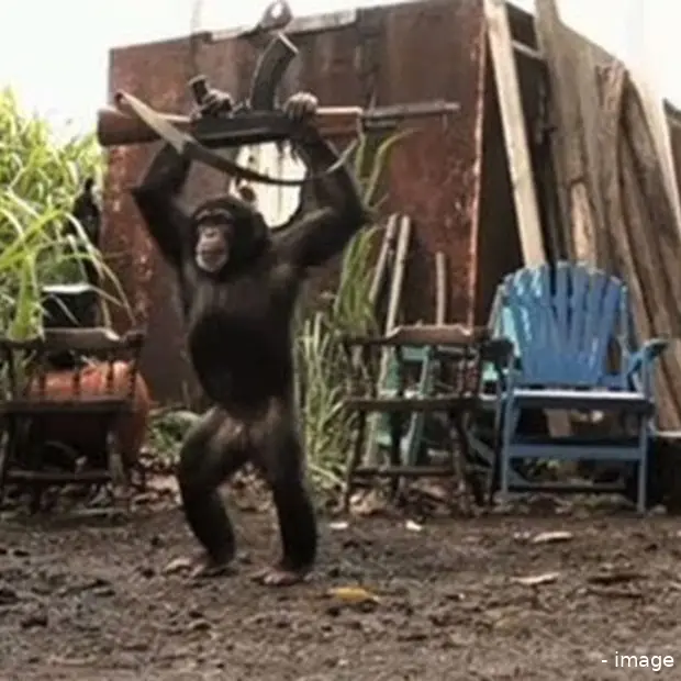 ape with ak 47
