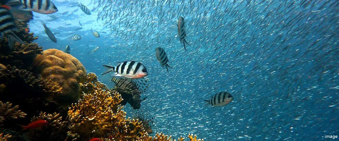 australie vis kwal
