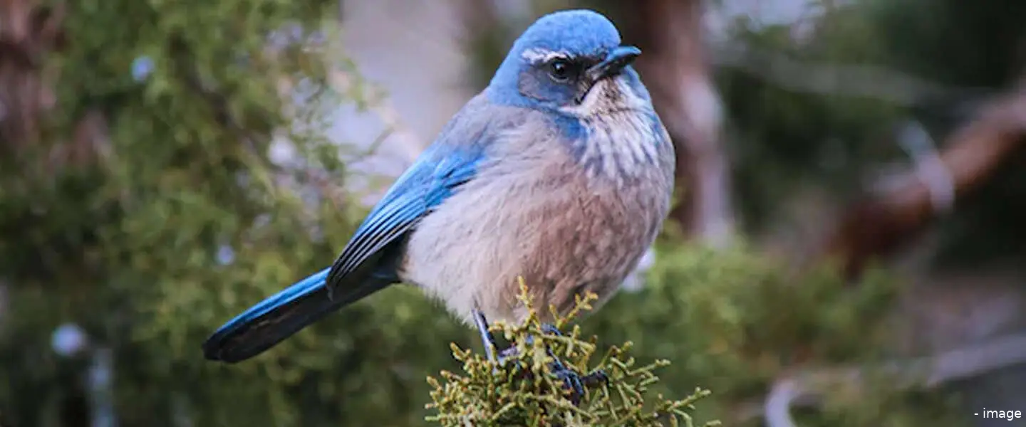 blauw vinkje