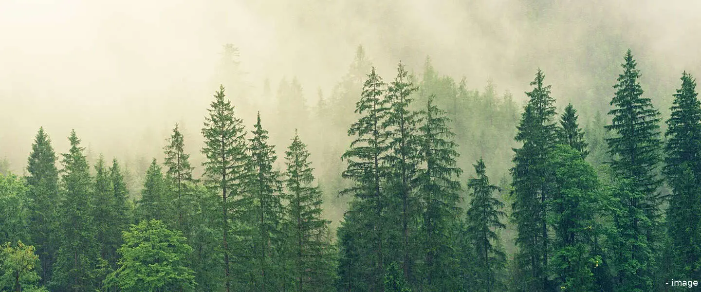 bomen 2