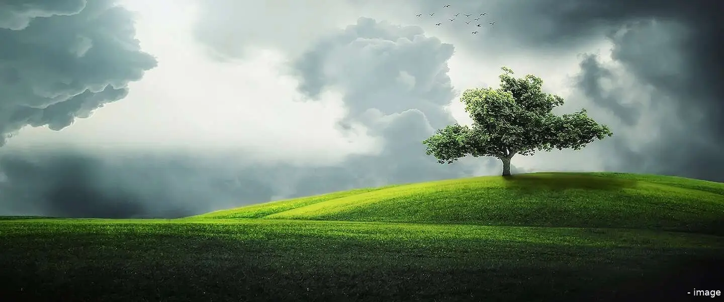 bomen header