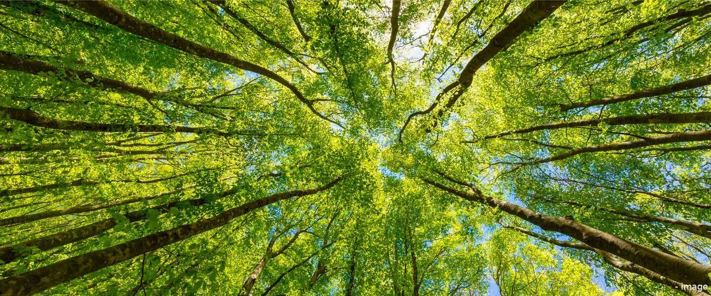bomen planten