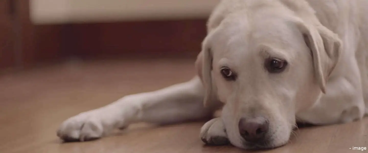 budweiser labrador friendship