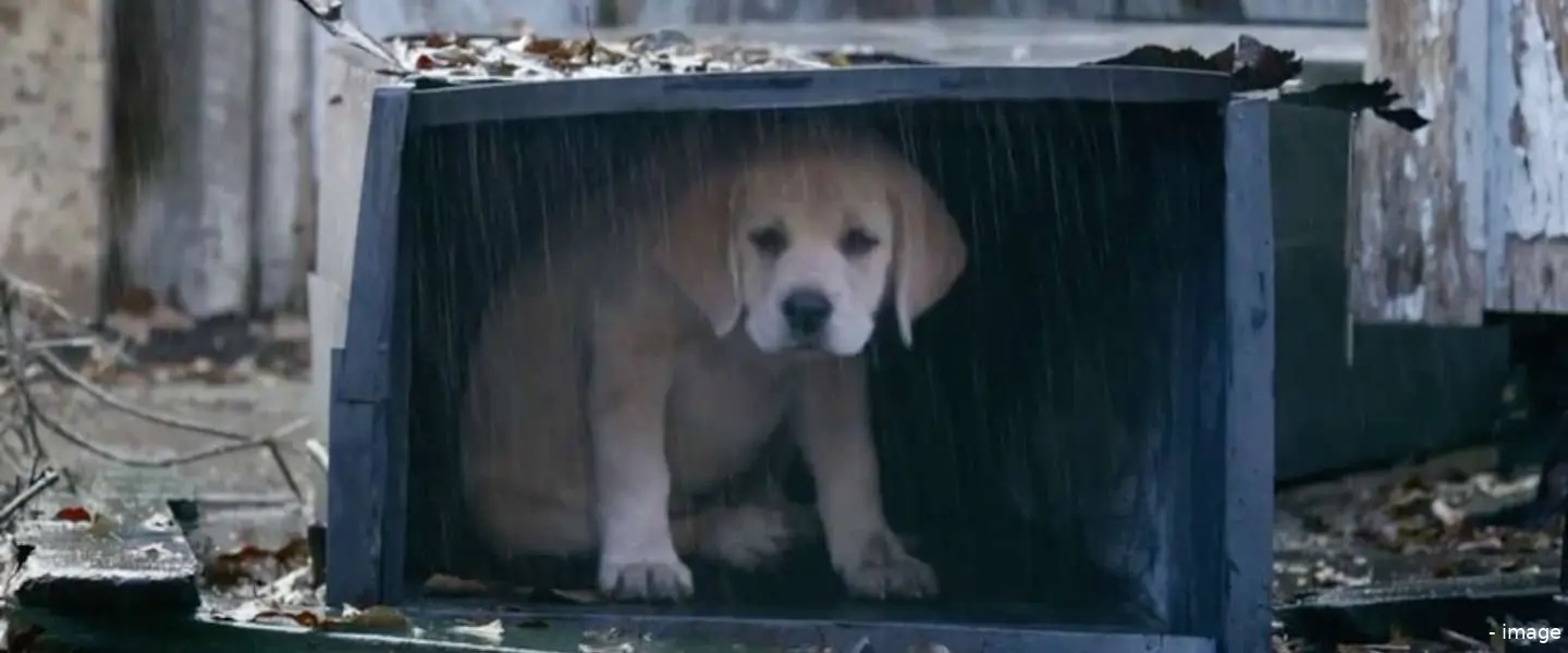 budweiser super bowl 2015