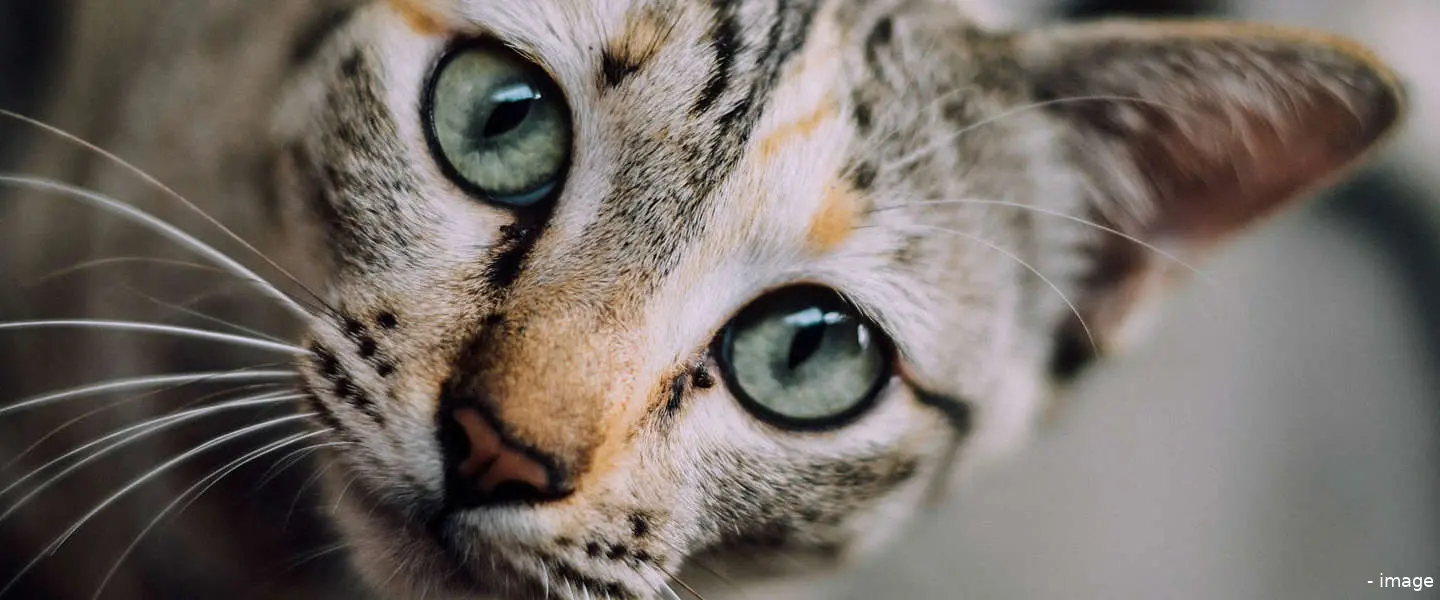 cat2