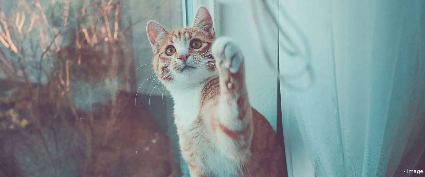 catmageddon
