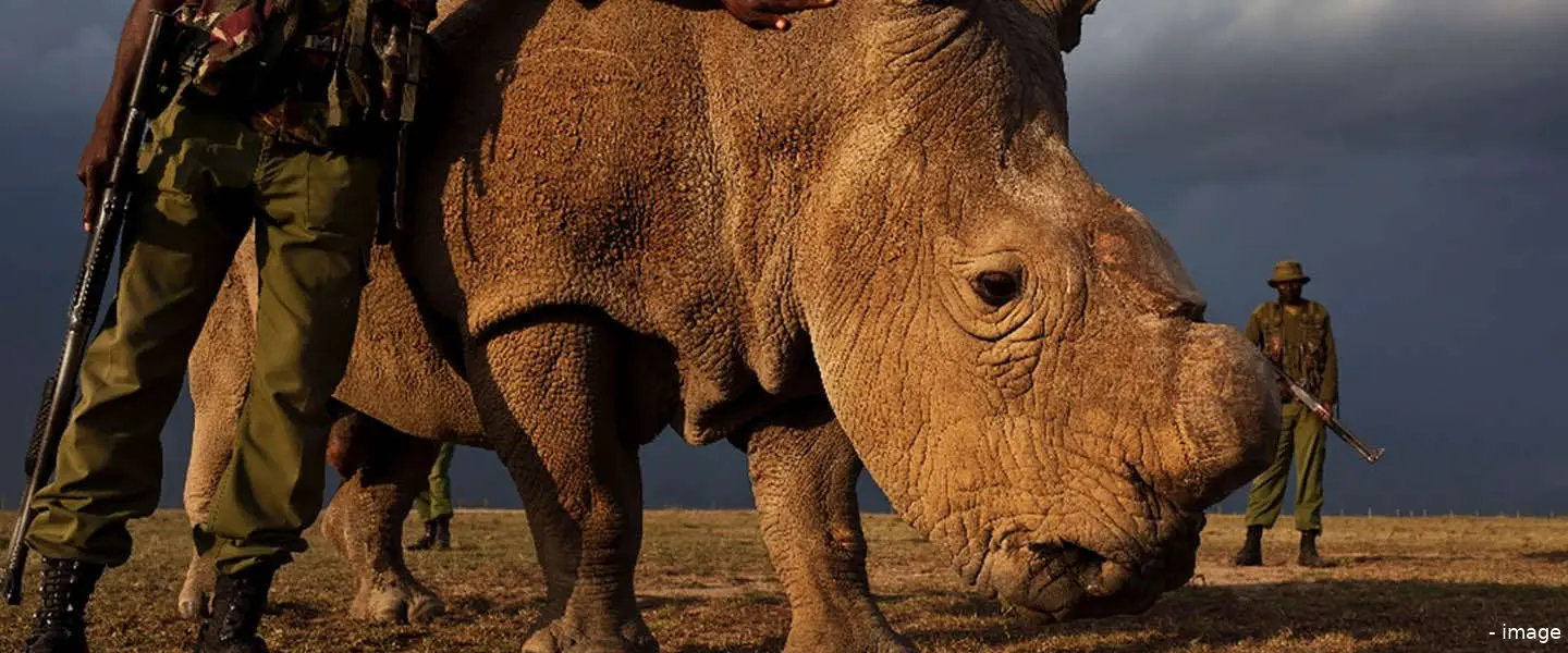 crowdfunding rhino rangers