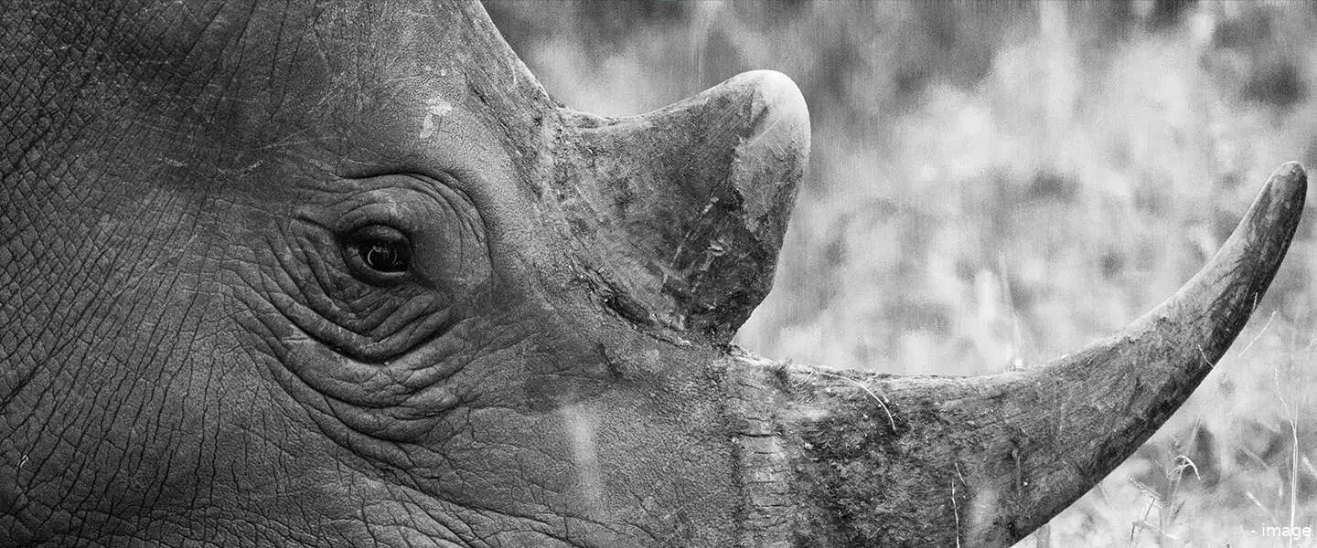 dieren darkweb