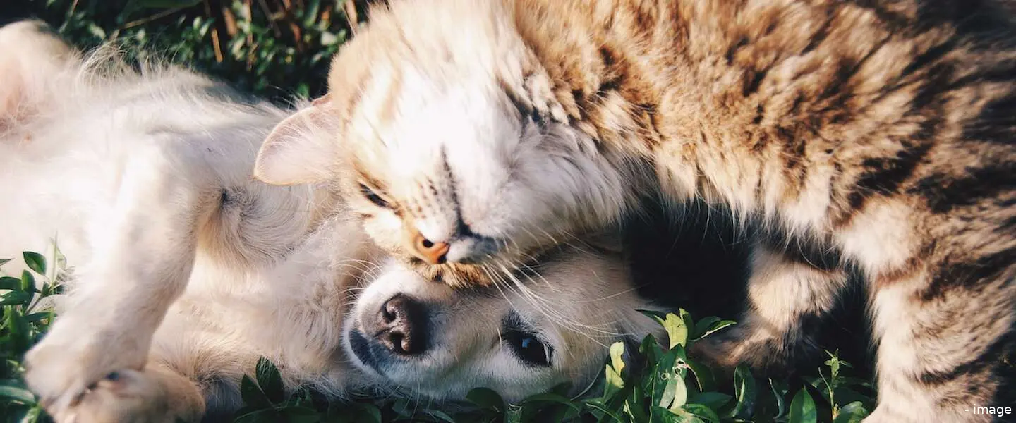dierendag 2020