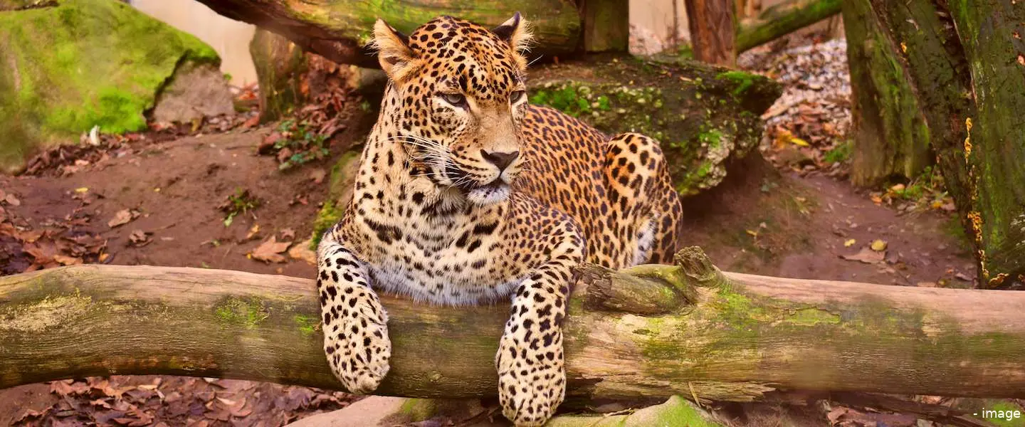 dierentuin gesloten online