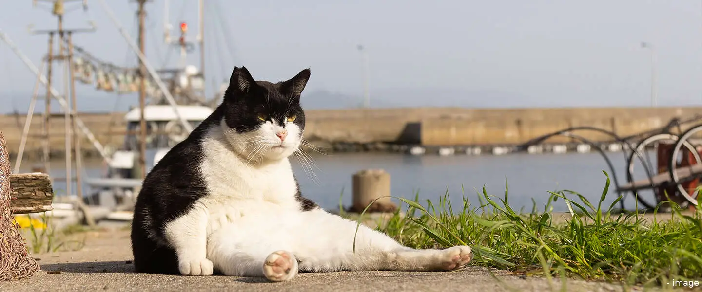 dikke kat