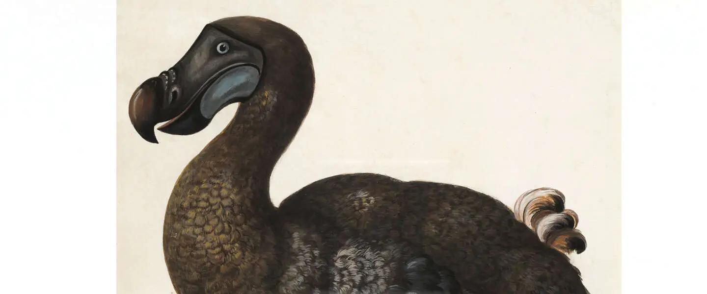 dodo terugkeer