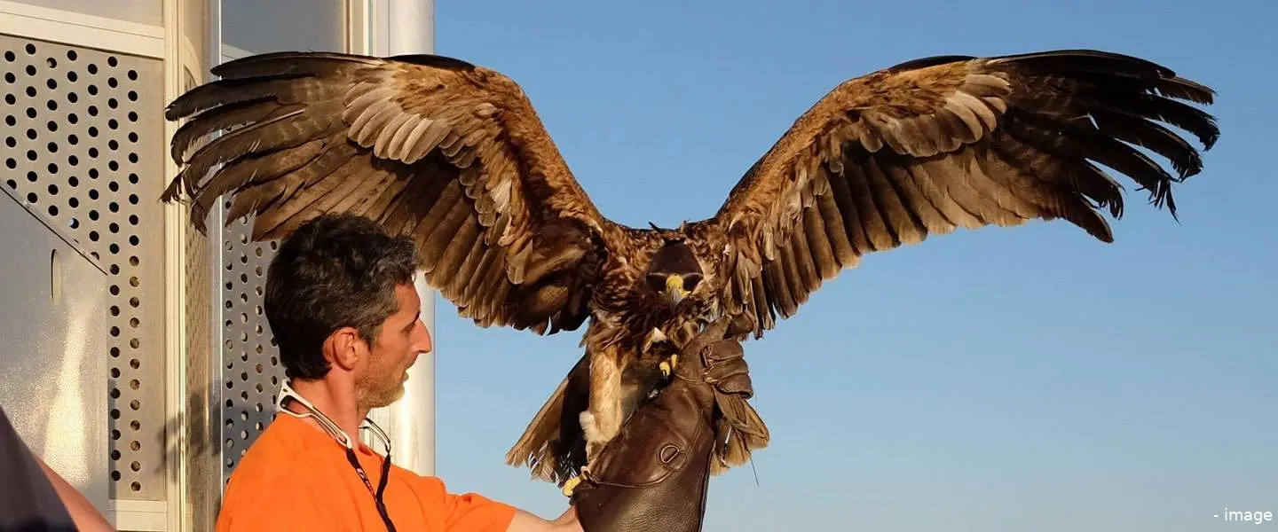 dubai eagle
